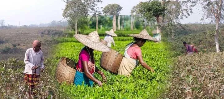 সিলেটের চা বাগান গুলো প্রুনিং পদ্ধতি শুরু